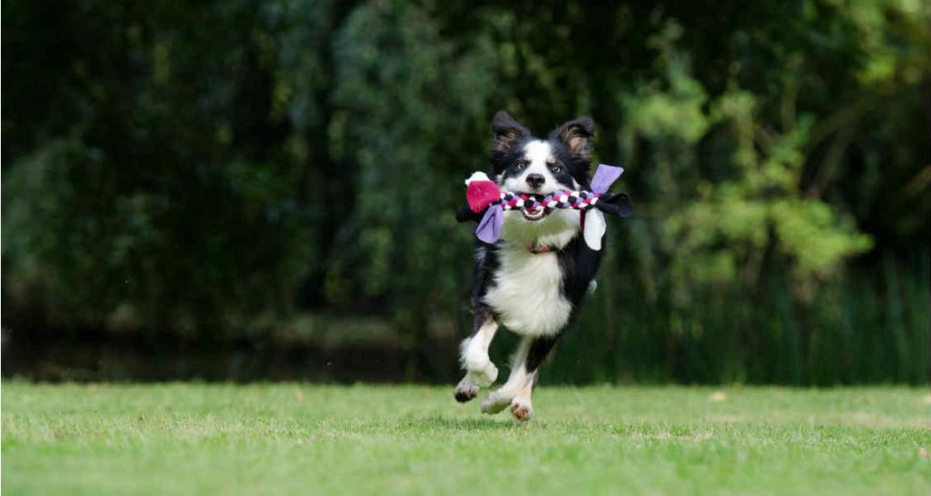 A Border Collie running outside on the grass with a toy in its mouth