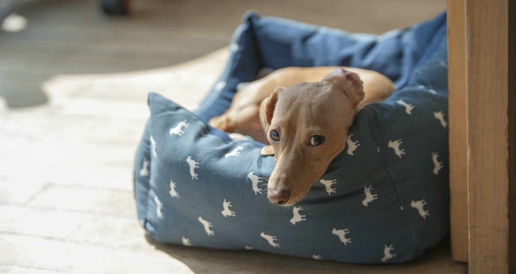 A smooth coat fawn dachshund is resting in a blue dog bed