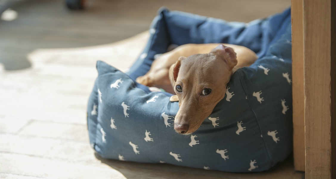 how can i naturally treat my dogs uti