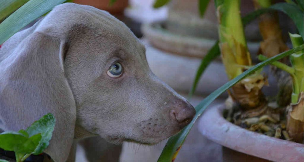 A Weimaraner puppy is beside a potted plant