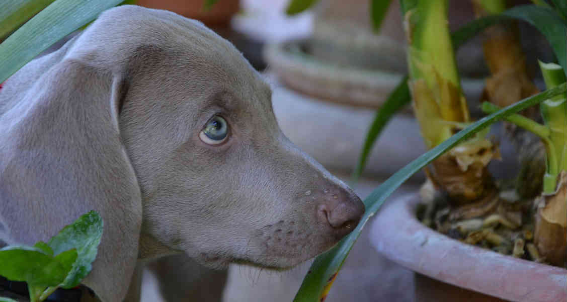 18 Common Houseplants That Are Poisonous to Cats and Dogs