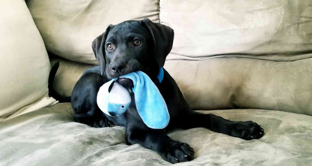 A black Labrador retriever puppy is sitting on a couch with a baby blue plush toy in its mouth