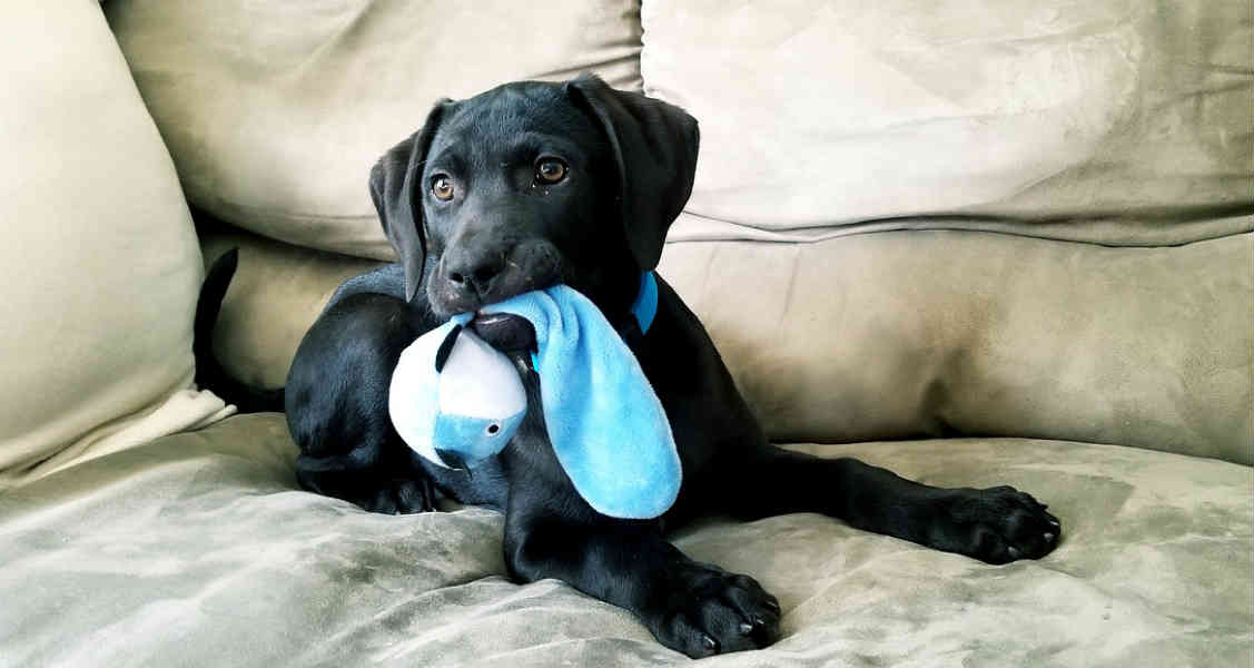 How to Prevent Puppy Chewing Problems