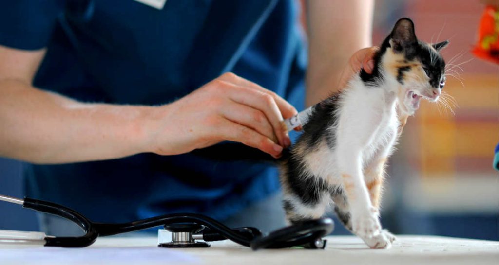 A calico kitten is sitting upright and is receiving a vaccination in its back by someone wearing a blue garb