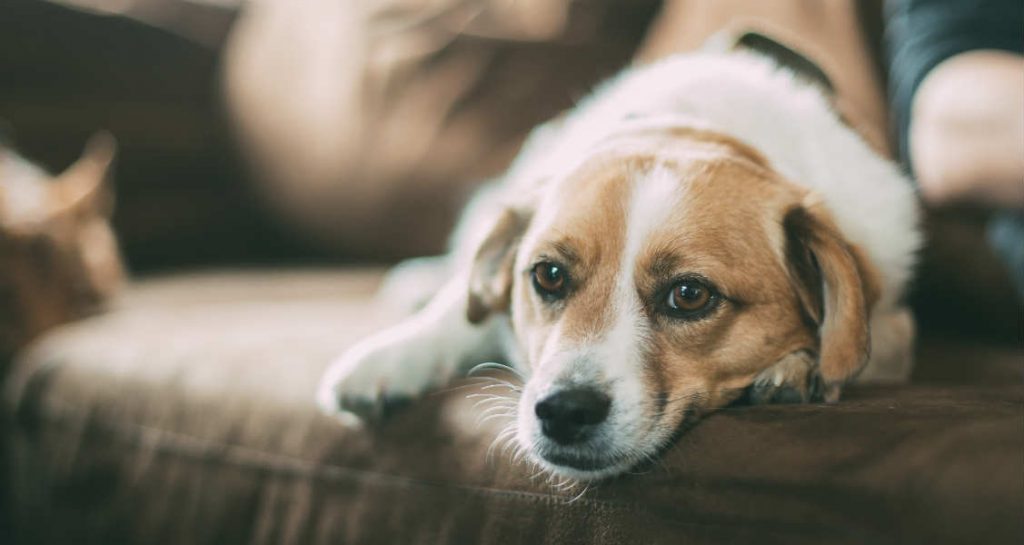 A dog is lying down on a brown couch beside a person