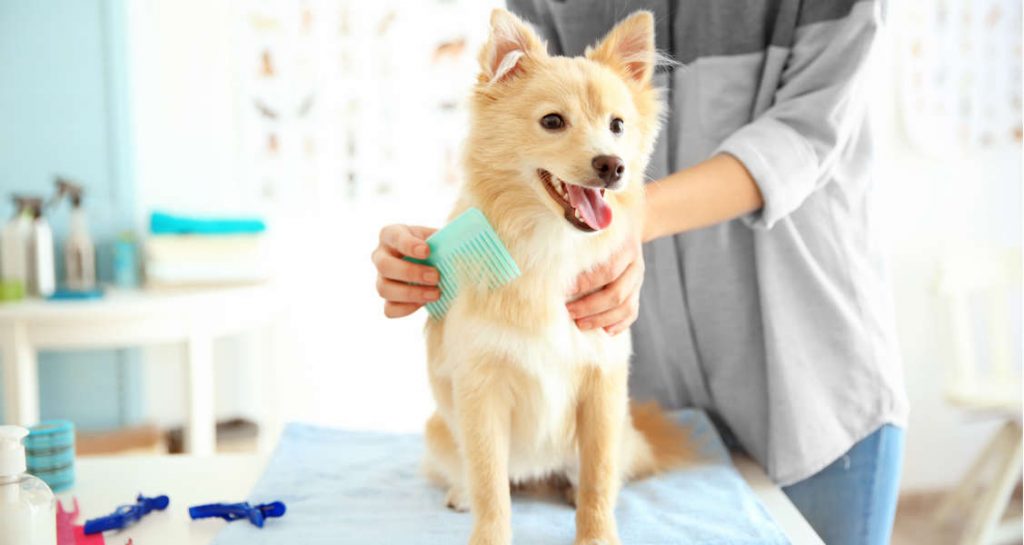 A light brown dog is sitting upright on a table and is being brushed with a turquoise brush