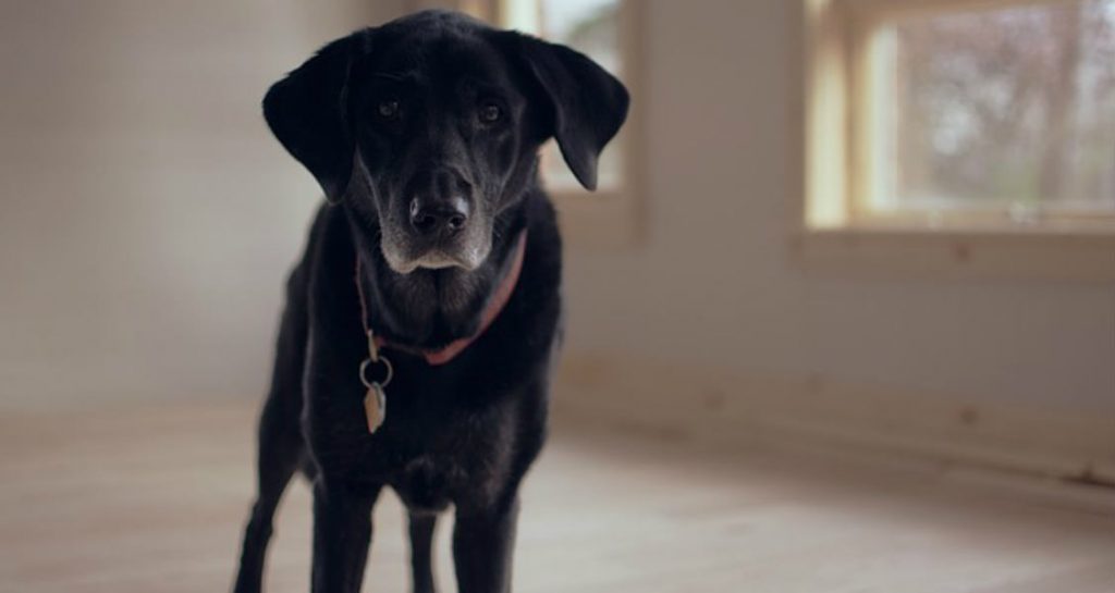 A senior black dog with a collar is standing on a wooden floor in a room with windows