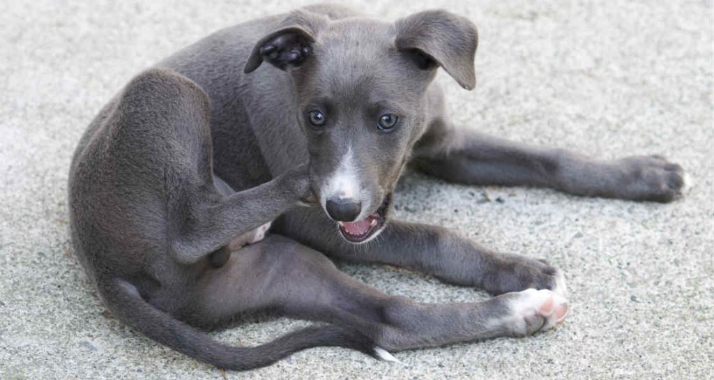 An English whippet with a blue coat is scratching its face with its foot