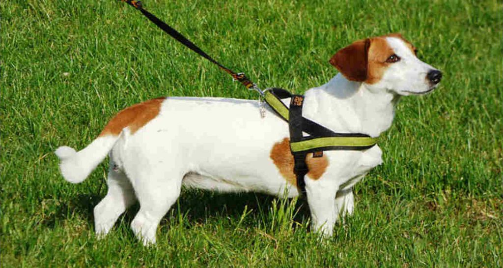A dog is standing in grass wearing a yellow harness attached to a leash