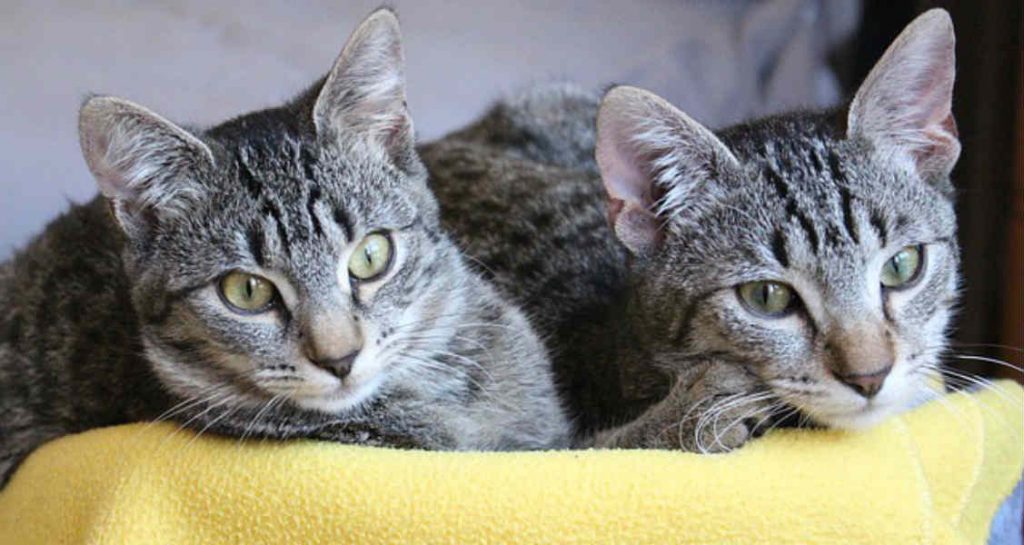 Two tabby cats are sitting next to each other on top of a yellow blanket