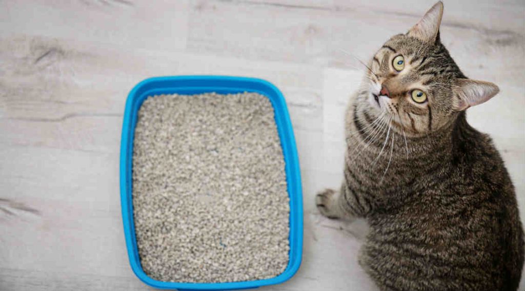 A Tabby cat sitting on a wooden floor beside a light blue litter box filled with litter