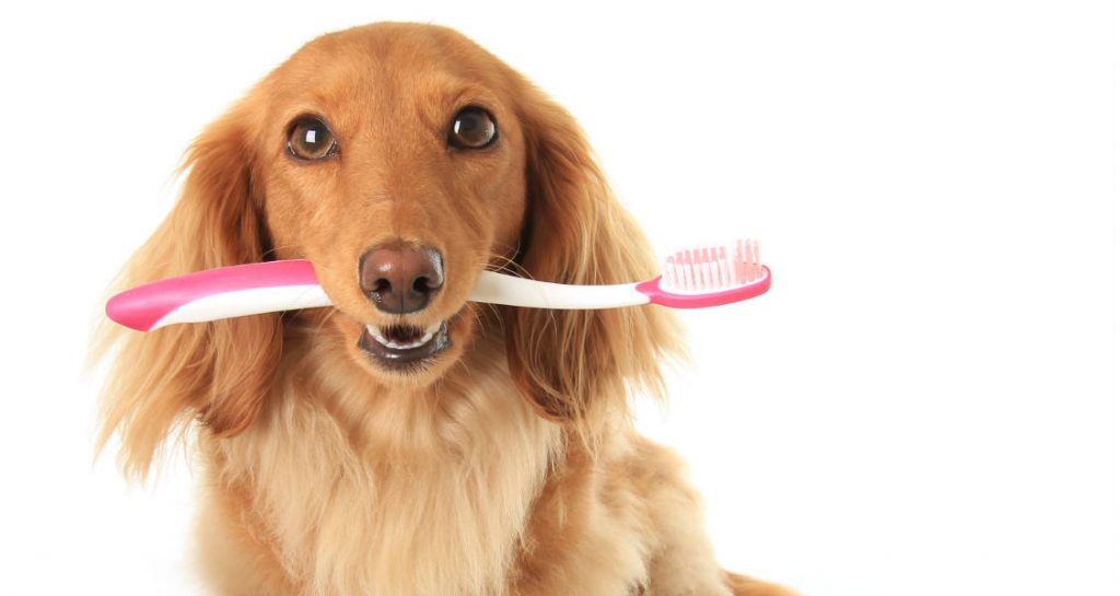 A longhaired dachshund is holding a pink and white toothbrush in their mouth