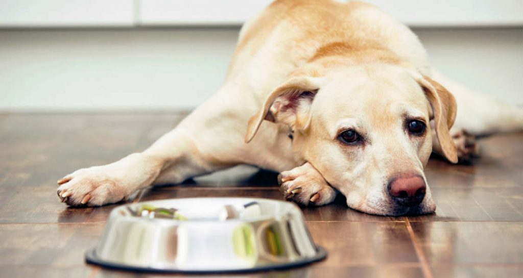 A yellow Labrador retriever is laying on a tile floor behind a metal bowl