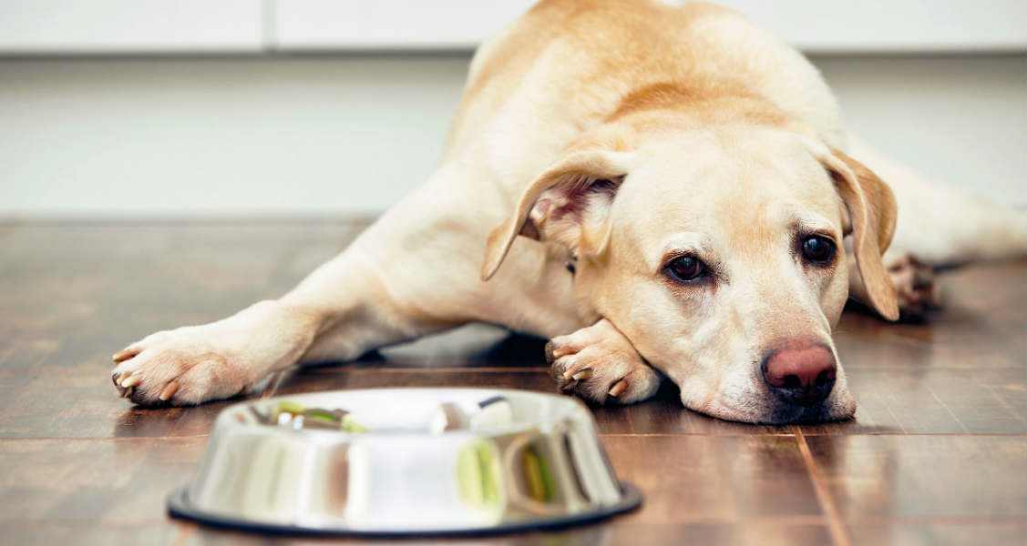 3 Common Reasons Why a Dog Won’t Eat