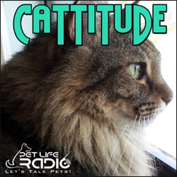 Cattitude podcast cover art