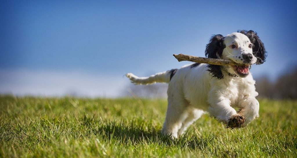 Black and white dog running with stick in mouth