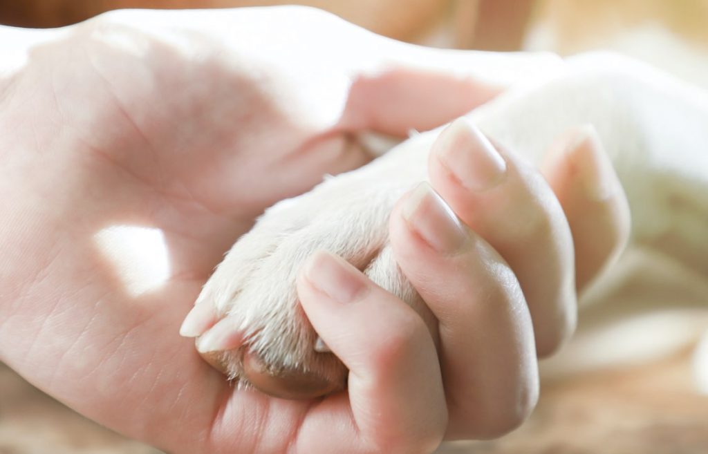 A female is holding a dog's paw with white fur in her hand