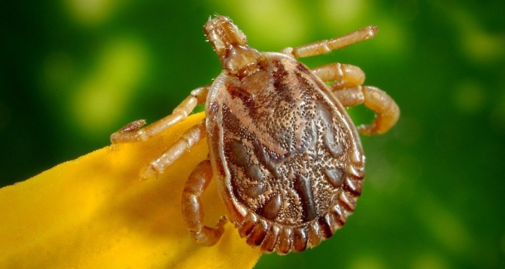 A dorsal view of a male Cayenne tick sitting on top of a yellow plant