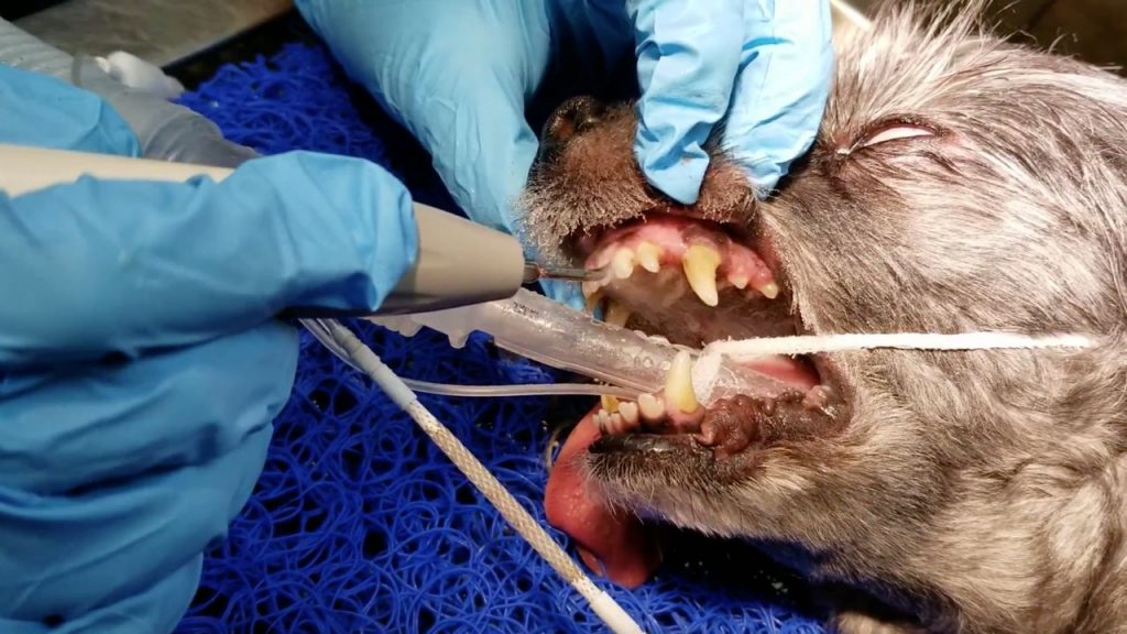 A dog that is intubated is having their teeth scaled while under anesthesia