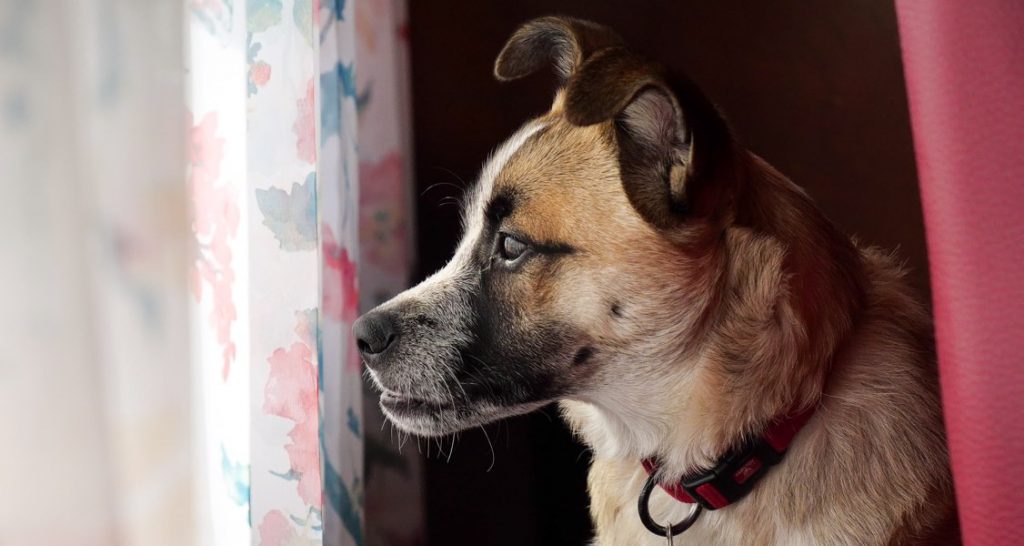 A dog is looking out a window with floral blinds
