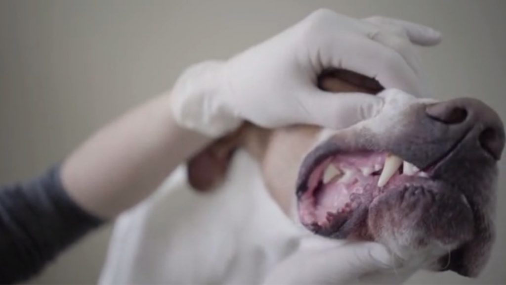 A dog's lips are being pulled open exposing its gums and disease by a person wearing white gloves
