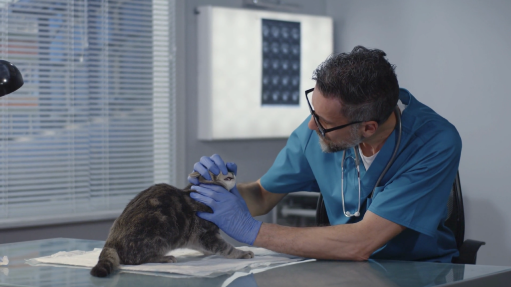 A male veterinarian in a blue garb wearing gloves is pulling open a cats mouth to examine it
