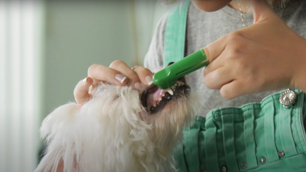 A woman is brushing a white dog's teeth using a green finger toothbrush