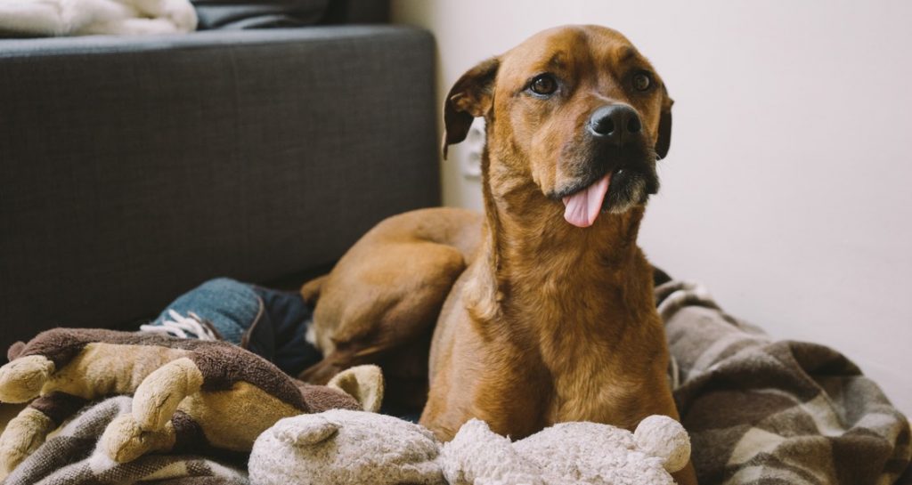A boxweiler is sitting on a blanket with its tongue sticking out