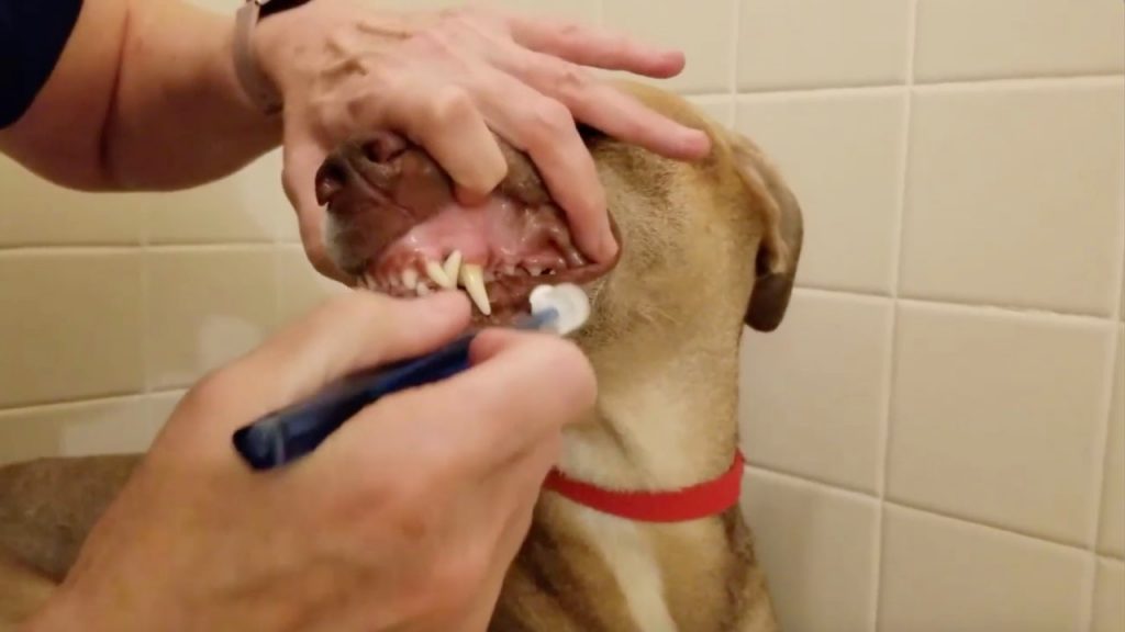 A veterinary technician is brushing a dog's teeth using a toothbrush with a round brush head