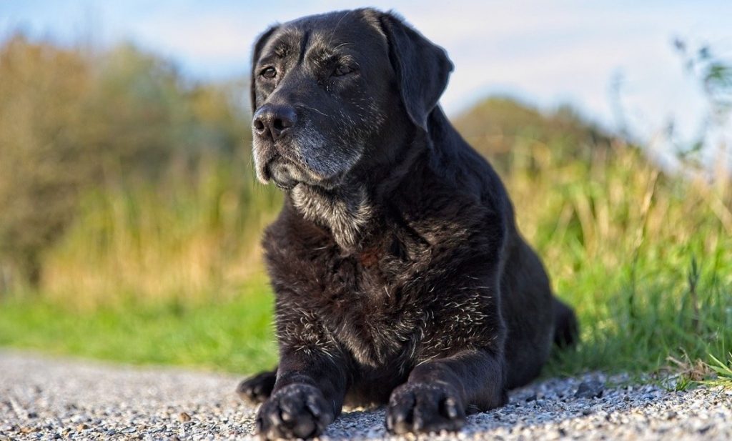 A senior black Labrador retriever is sitting on gravel outdoors