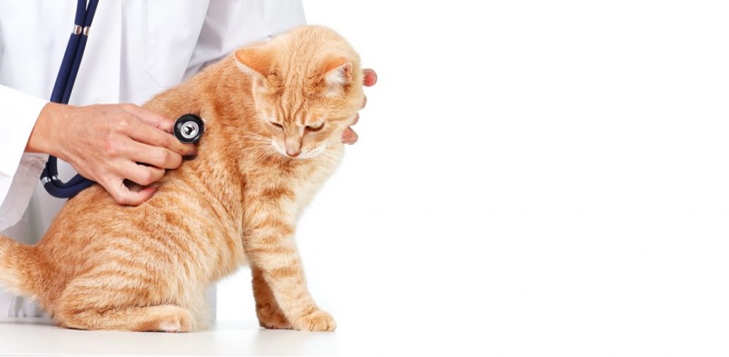 A veterinarian is examining an orange tabby cat using a stethoscope