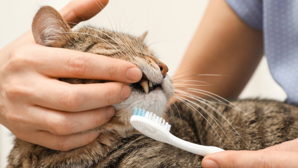 A woman is brushing a tabby cat's teeth using a white toothbrush
