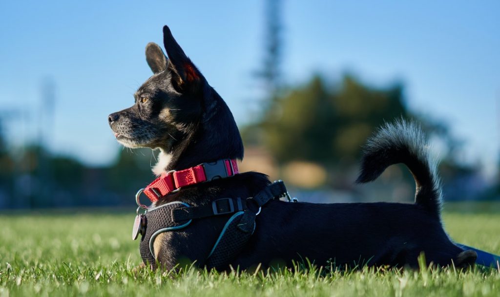 A small black dog is laying on the grass in the park wearing a harness and collar