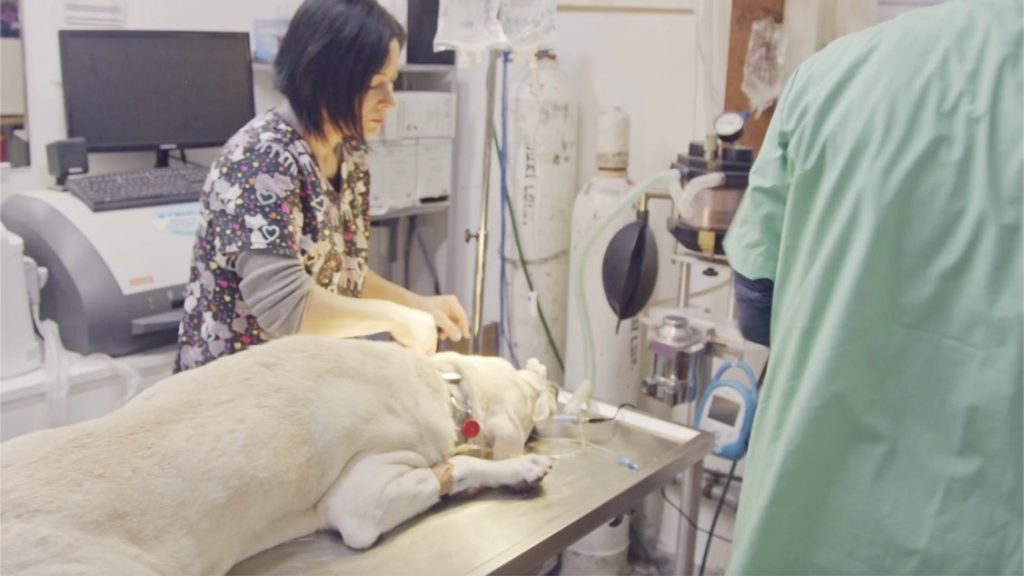 A dog is intubated on an examination table at a veterinary clinic