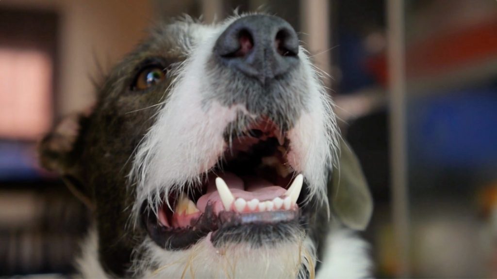 A dog with white and black hair has their mouth open exposing their lower teeth