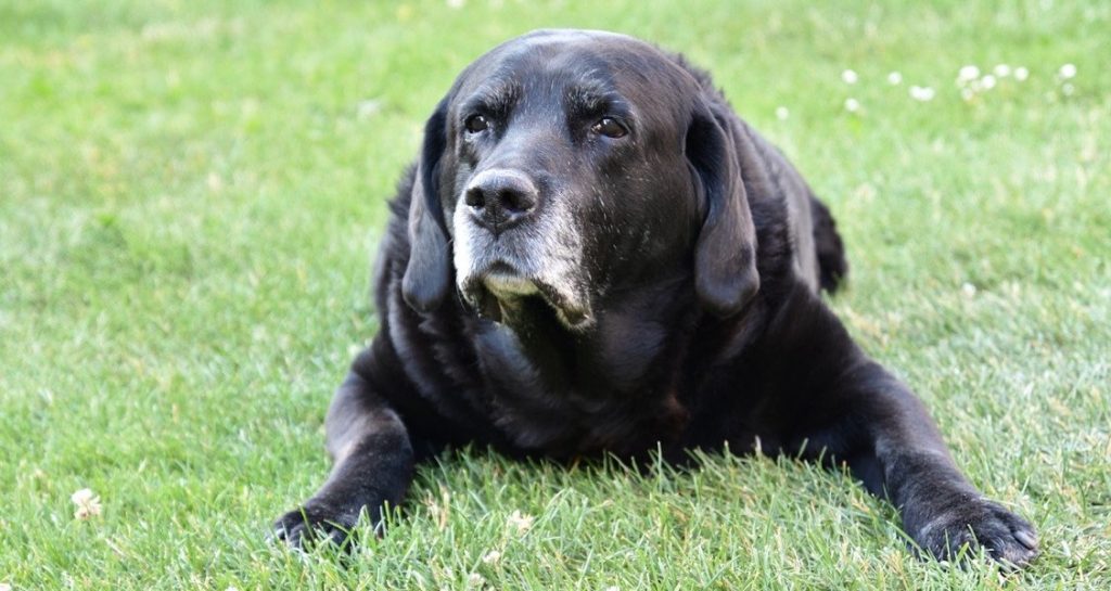 An old black Labrador retriever is lying down on grass