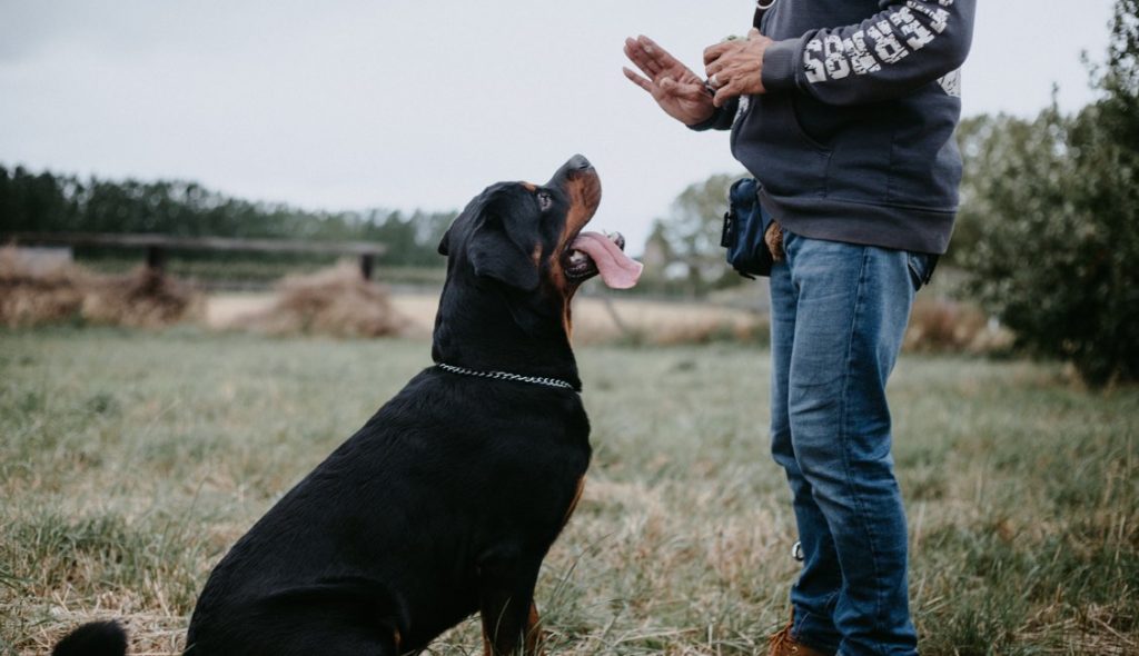 A Rottweiler is receiving a command during a training session while sitting on the grass