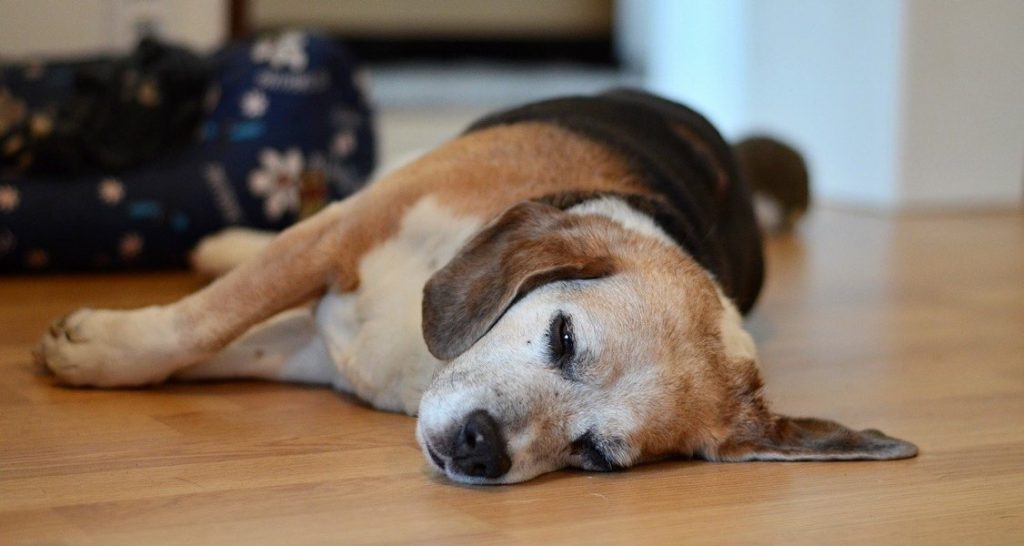 A Beagle is sleeping on a wooden floor