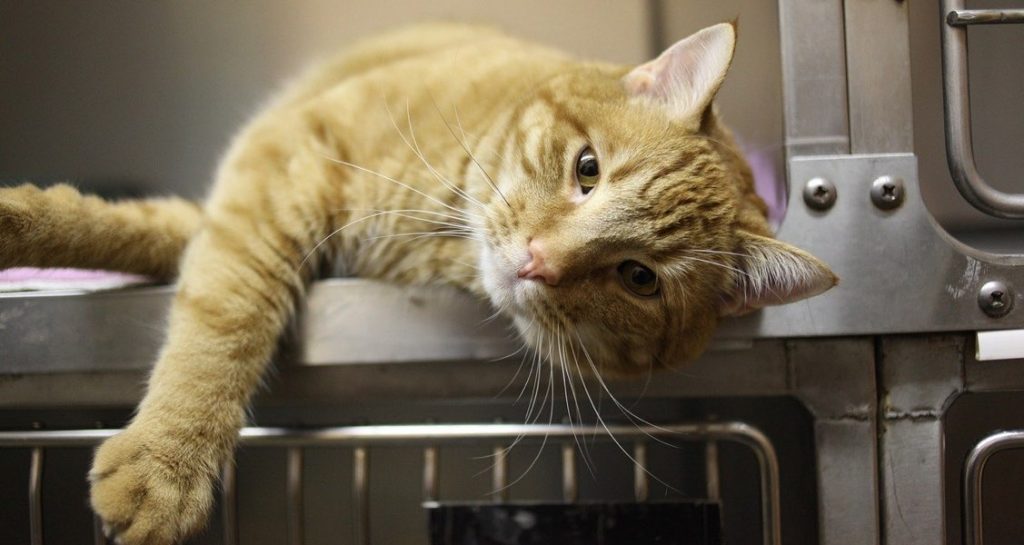 A an orange Tabby cat is lying in a veterinary cage with the door open