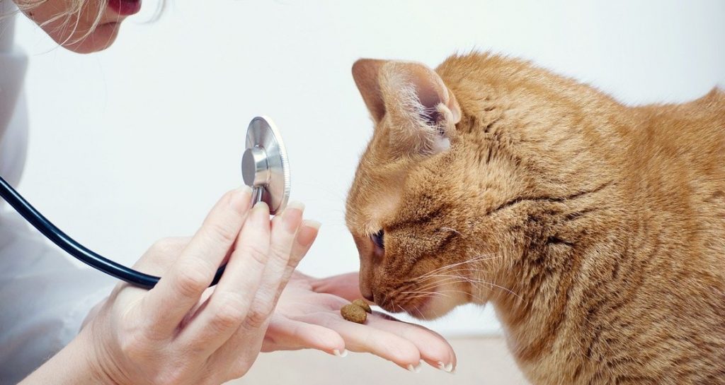 A cat is receiving a treat from a veterinarian holding a stethoscope