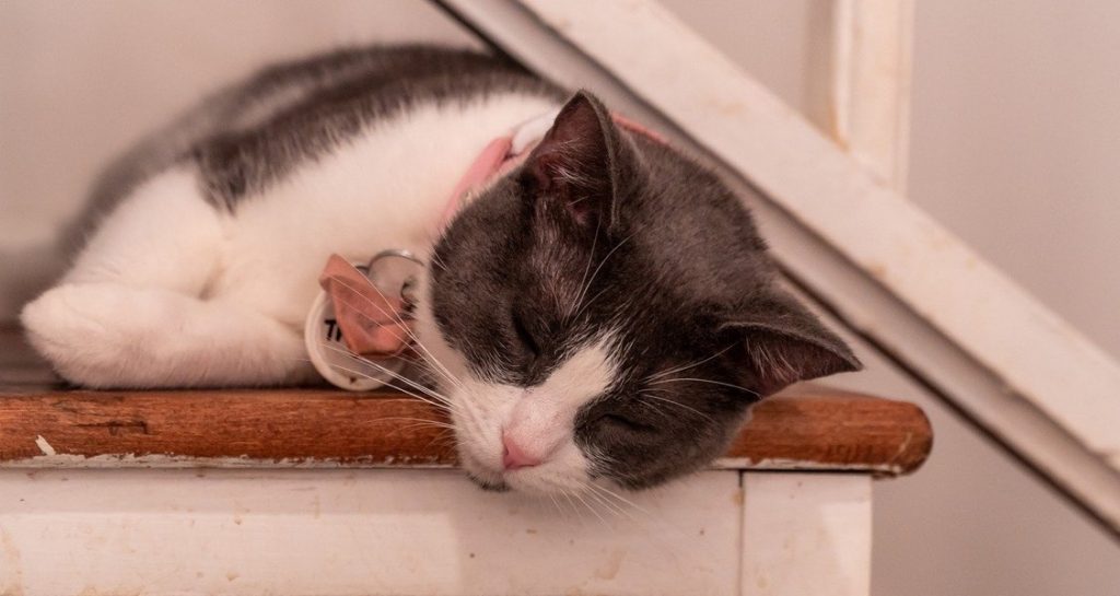 A cat is resting on a wooden table