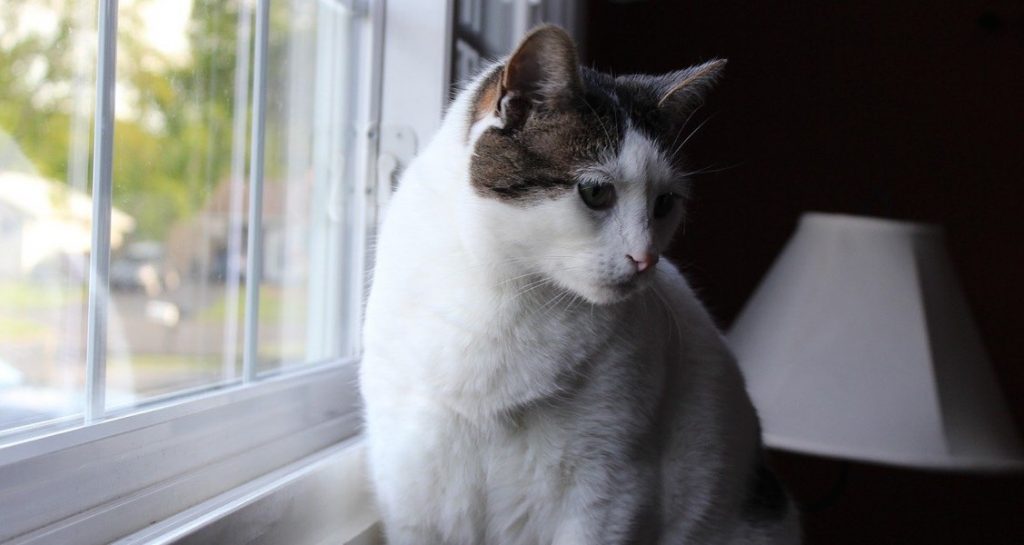 A cat is sitting by a window