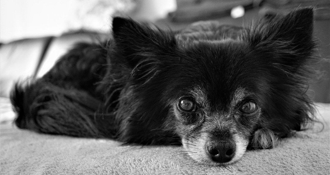 Can cremated pet remains be divided? Can cremated pet remains be divided?