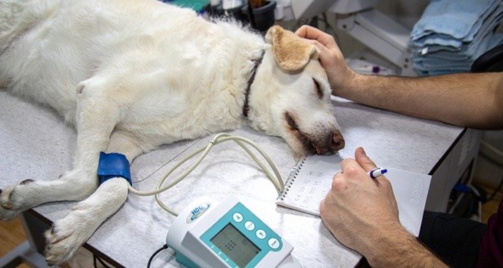 A yellow Labrador Retriever is laying on an exam table while their blood pressure is being taken