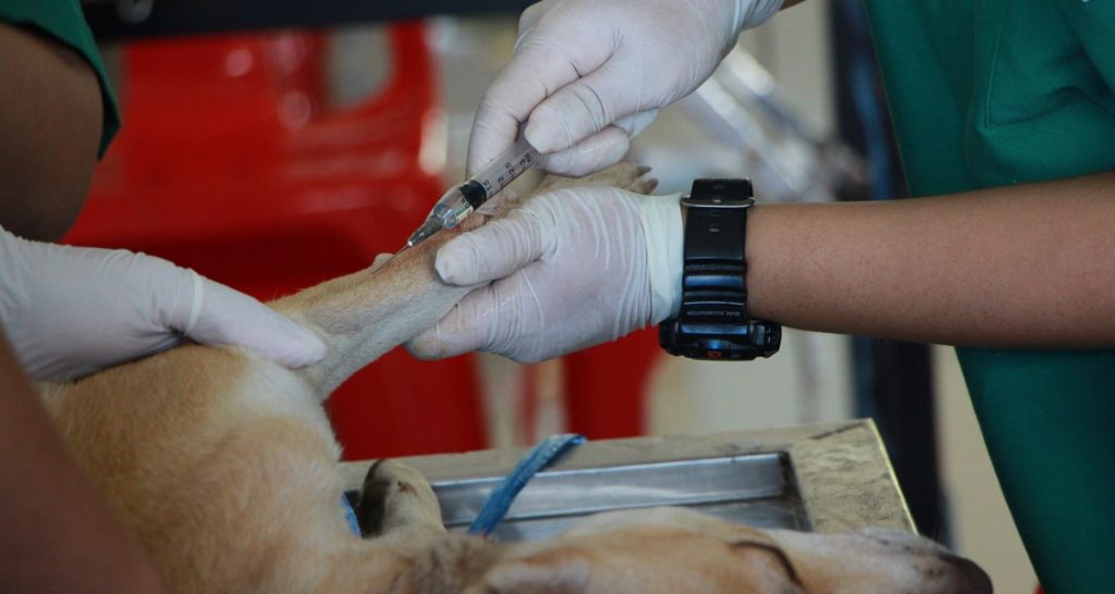 A dog is lying on an exam table and is receiving a needle injection