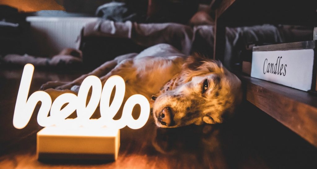 A dog is resting on a wooden floor behind a hello LED neon sign