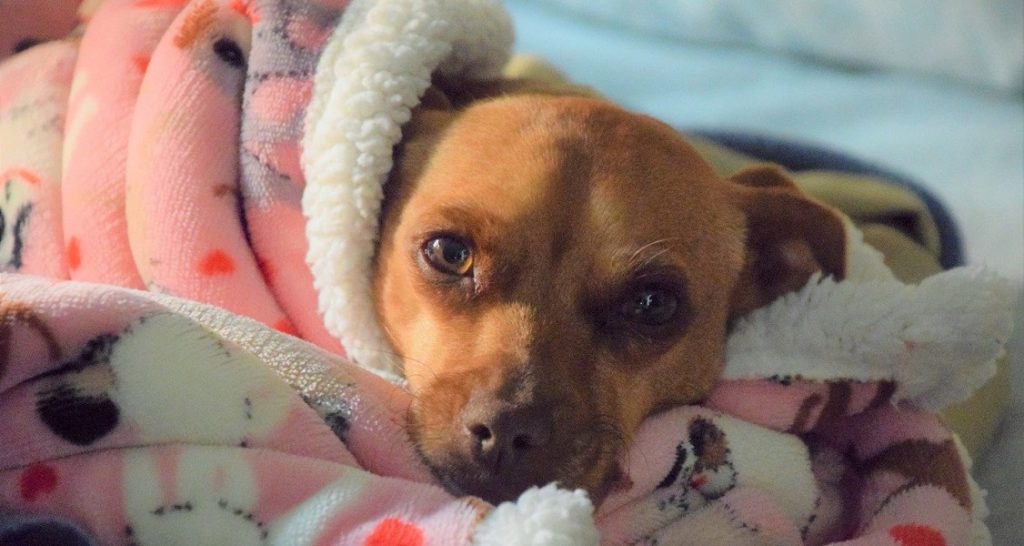 A dog is wrapped in a blanket