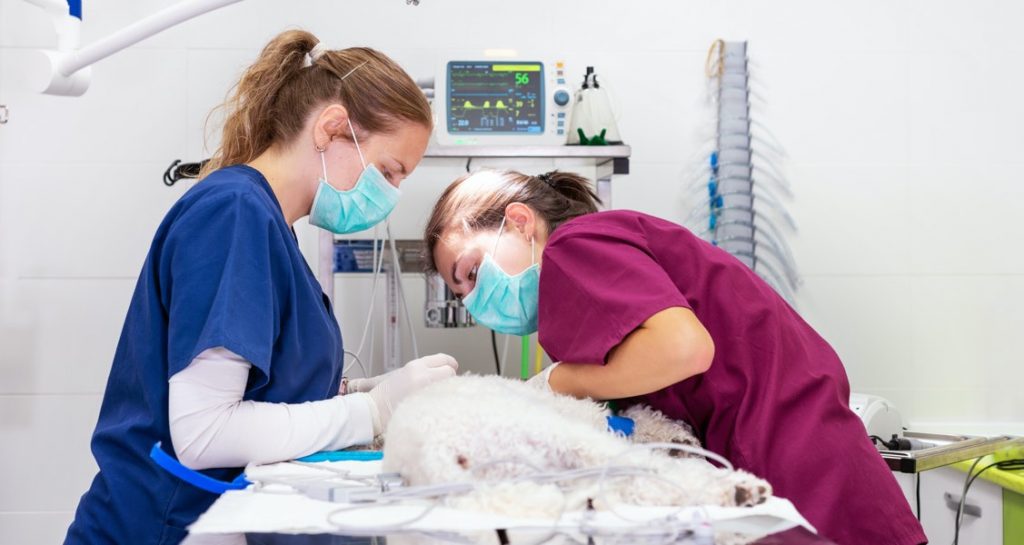 A female veterinarian is performing a professional teeth cleaning on a dog in a veterinary clinic