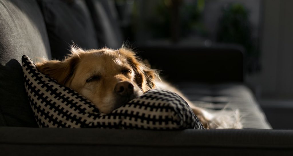 A Golden Retriever is resting their head on a black and white pillow while lying on a couch