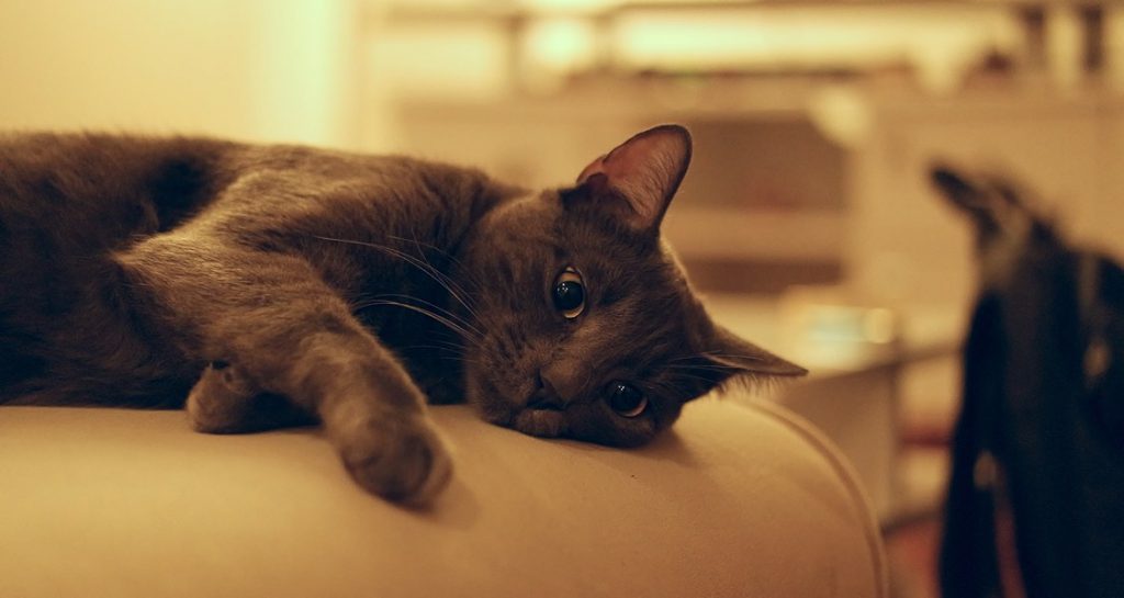A grey short-haired cat is lying on a cushion on its side
